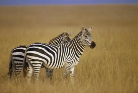Gerry Ellis - Burchell's Zebra pair on savannah, Masai Mara National Reserve, Kenya