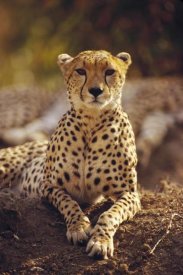 Gerry Ellis - Cheetah portrait, Masai Mara National Reserve, Kenya