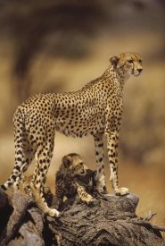 Gerry Ellis - Cheetah mother with adolescent, Samburu National Reserve, Kenya