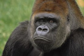 Gerry Ellis - Western Lowland Gorilla silverback male portrait, Africa
