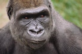 Gerry Ellis - Western Lowland Gorilla young male, Woodland Park Zoo