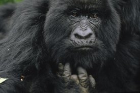 Gerry Ellis - Mountain Gorilla showing finger lost to poacher's trap, Virunga Mountains, DRC