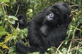 Gerry Ellis - Mountain Gorilla female resting, Virunga Mountains, DRC