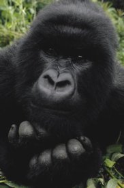 Gerry Ellis - Mountain Gorilla juvenile portrait, Virunga Mountains, DRC
