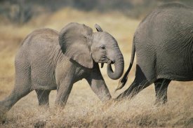 Gerry Ellis - African Elephant baby following mother, Amboseli National Park, Kenya