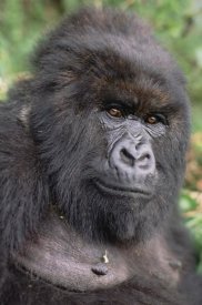 Gerry Ellis - Mountain Gorilla female, Virunga Mountains