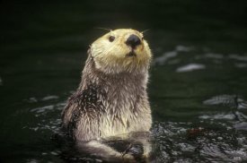 Gerry Ellis - Sea Otter portrait, Pacific coast, North America