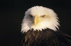 Gerry Ellis - Bald Eagle portrait, North America