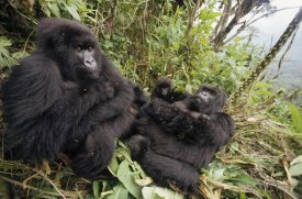 Gerry Ellis - Mountain Gorilla family resting in rainforest, Virunga Mountains