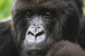 Gerry Ellis - Mountain Gorilla female portrait, Virunga Mountains, Rwanda