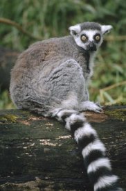 Gerry Ellis - Ring-tailed Lemur portrait, Madagascar
