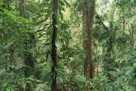 Gerry Ellis - Tropical rainforest interior, Bellenden Ker National Park, Australia
