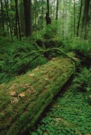 Gerry Ellis - Fir nurse log in temperate rainforest, Pacific coast, North America