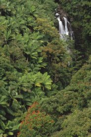 Gerry Ellis - Native and exotic rainforest vegetation in Nanue River Valley, Hawaii