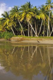 Gerry Ellis - Coconut Palm trees line black sand beach, La Sagesse Bay, Grenada, Caribbean
