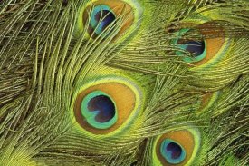 Gerry Ellis - Indian Peafowl male displaying tail feathers