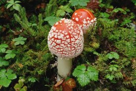 Gerry Ellis - Fly Agaric mushrooms growing on forest floor, North America