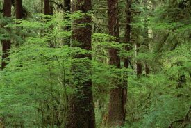 Gerry Ellis - Western Hemlock in old growth temperate rainforest, North America
