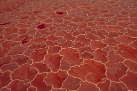 Gerry Ellis - Soda and algae formation on surface of Lake Natron, Great Rift Valley, Tanzania