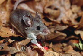 Gerry Ellis - Deer Mouse , North and Central America