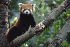 Gerry Ellis - Lesser Panda sitting on tree limb, China, Nepal, Burma