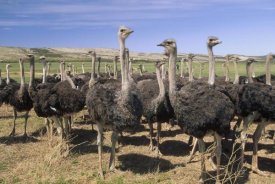 Gerry Ellis - Ostrich females in large commercial farm,  South Africa
