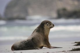 Gerry Ellis - Australian Sea Lion on beach, Kangaroo Island, Australia