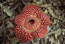 Gerry Ellis - Rafflesia growing on rainforest floor, Borneo