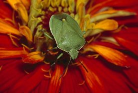 Gerry Ellis - Southern Green Stink Bug on red blossom, temperate North America