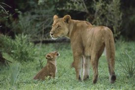 Gerry Ellis - African Lioness and cub, Moremi Wildlife Reserve,  Botswana