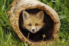 Gerry Ellis - Red Fox kit in log, Aspen Valley, Ontario, Canada