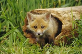 Gerry Ellis - Red Fox kit in log, Aspen Valley, Ontario, Canada