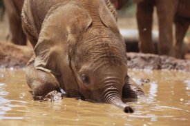 Gerry Ellis - Orphaned baby Isholta playing in mud bath, Tsavo East NP, Kenya