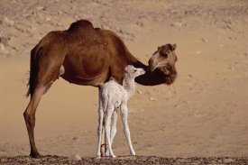 Gerry Ellis - Dromedary camel with two day old baby, Oasis Dakhia, Sahara, Egypt