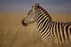 Gerry Ellis - Burchell's Zebra portrait, Masai Mara National Reserve, Kenya