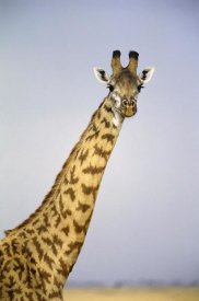 Gerry Ellis - Masai Giraffe portrait, Masai Mara National Reserve, Kenya