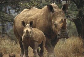 Gerry Ellis - White Rhinoceros mother with baby, Lewa Wildlife Conservancy, Kenya