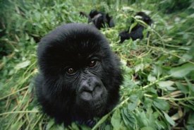 Gerry Ellis - Mountain Gorilla baby portrait, Virunga Mountains, Rwanda