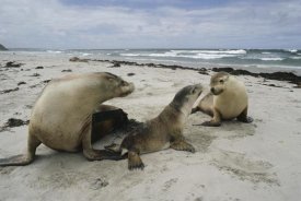 Gerry Ellis - Australian Sea Lion mother and pups, Kangaroo Island, Australia
