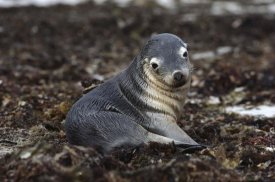 Gerry Ellis - Australian Sea Lion pup in seaweed, Kangaroo Island, Australia