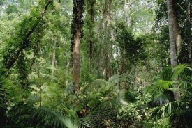 Gerry Ellis - Low montane tropical rainforest, Khao Yai National Park, Thailand
