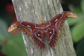 Gerry Ellis - Atlas Moth portrait, Asia