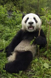 Katherine Feng - Giant Panda cub named Xiao Lei Lei, Wolong Nature Reserve, China
