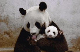 Katherine Feng - Gongzhu and her young cub, Wolong Nature Reserve, China