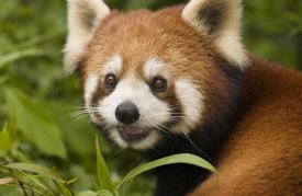 Katherine Feng - Lesser Panda portrait,  Wolong Nature Reserve, China