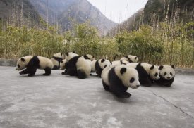 Katherine Feng - Giant Panda cubs, Wolong Nature Reserve, China
