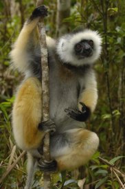Pete Oxford - Diademed Sifaka , Mantadia National Park, Madagascar