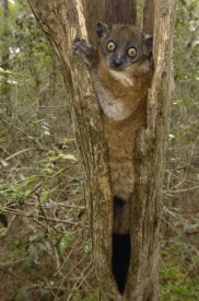 Pete Oxford - Red-tailed Sportive Lemur in tree trunk, Zombitse Reserve, Madagascar