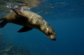 Pete Oxford - Galapagos Sea Lion swimming, Gardner Bay, Galapagos Islands, Ecuador