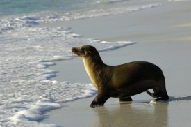 Pete Oxford - Galapagos Sea Lion, Gardner Bay, Espanola Island, Galapagos Islands, Ecuador